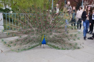 20170424_100554-300x168.jpg 17