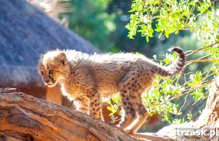 Na zdjęciu młody gepard