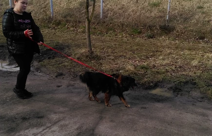 Uczennica na spacerze z psem ze schroniska