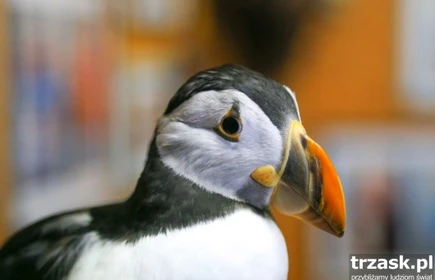 &bdquo;Islandia &ndash; kraj ognia, wody i lodu&rdquo; 7